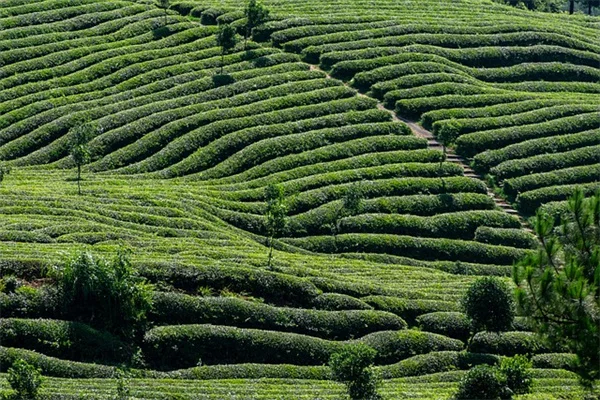 7 Must-Do Ohio Valley Gardening Tasks Before June 15