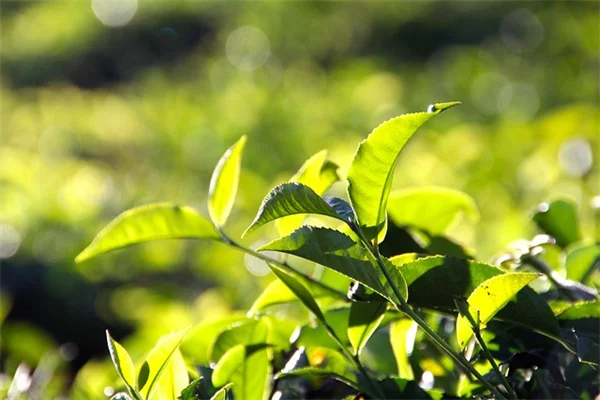 How to Start a Plant Nursery: Real Costs &amp; Pitfalls to Avoid