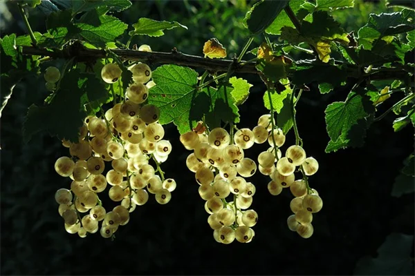 5 Best Kentucky Summer Flowers That Thrive in Heat