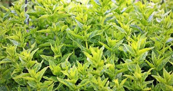 The Best Full Sun Evergreens for Your Yard (No More Brown Needles)